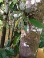 /album/orquideas-e-bromelia-na-fazenda-monte-sinai/fazendas-sustentaveis-274-jpg/